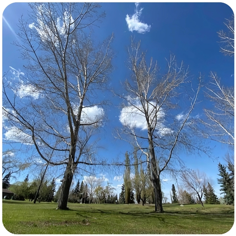 Trees at RDP